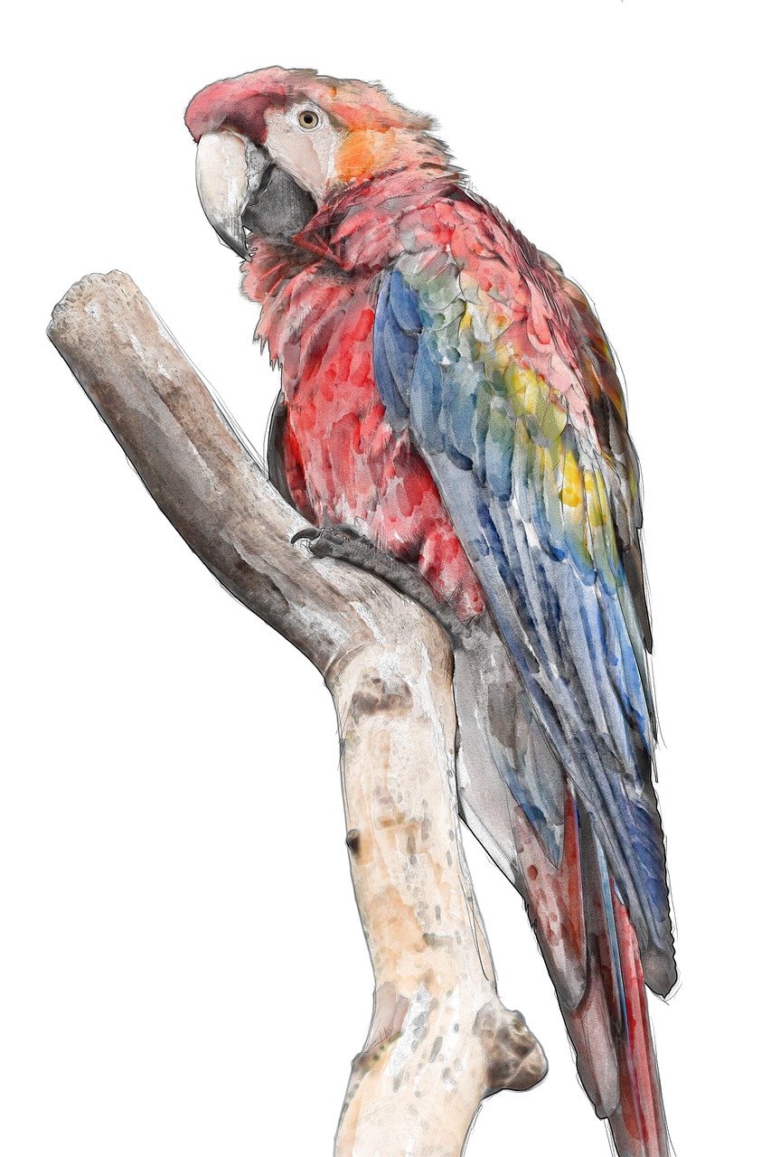 Macaw, Paukštis, Vaivorykštė, Spalvinga, Akvarelė, Vandens Spalva, Dažymas, Skaitmeninė Tapyba, Papūga, Gyvūnas