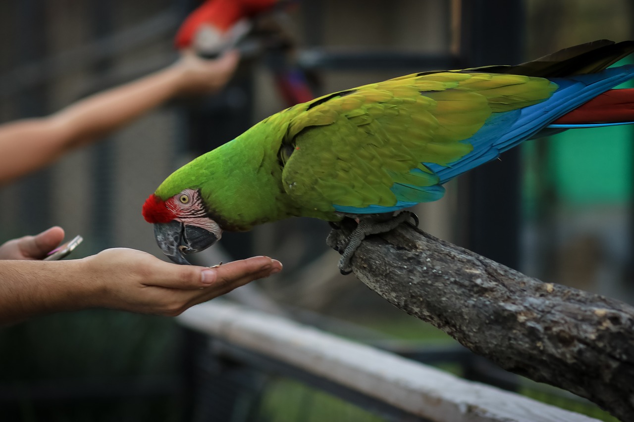 Macaw, Ave, Paukštis, Papūga, Gyvūnas, Atogrąžų Paukštis, Egzotinė Paukštis, Gyvūnai, Gamta, Zoologijos Sodas