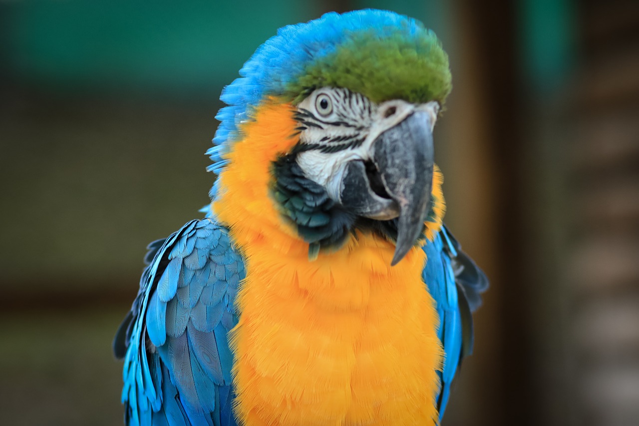 Macaw, Ave, Paukštis, Papūga, Gyvūnas, Atogrąžų Paukštis, Egzotinė Paukštis, Gyvūnai, Gamta, Zoologijos Sodas