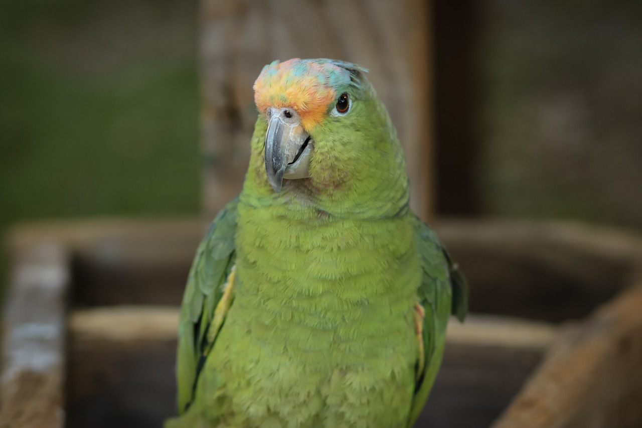 Macaw, Ave, Paukštis, Papūga, Gyvūnas, Atogrąžų Paukštis, Egzotinė Paukštis, Gyvūnai, Gamta, Zoologijos Sodas