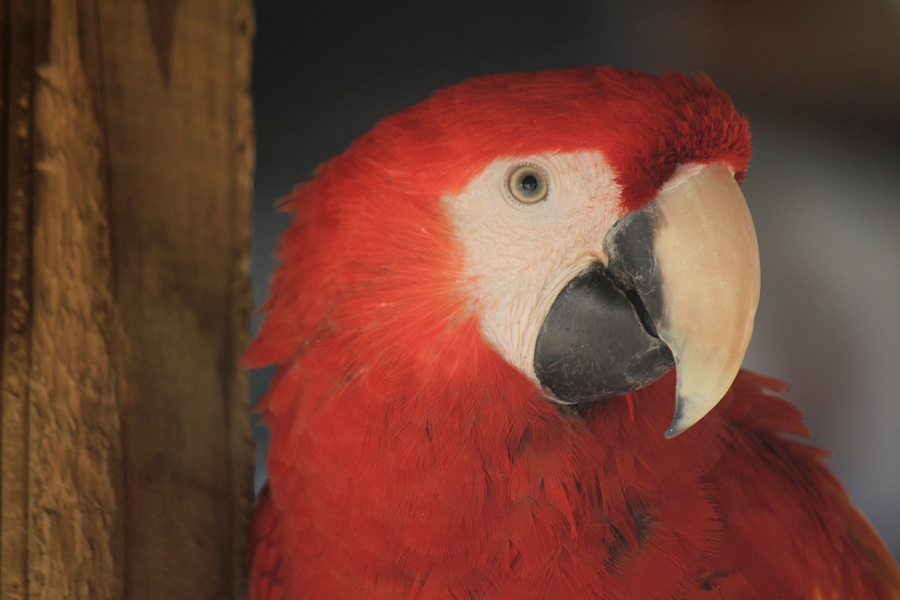 Macaw, Ave, Paukštis, Papūga, Gyvūnas, Atogrąžų Paukštis, Egzotinė Paukštis, Gyvūnai, Gamta, Zoologijos Sodas