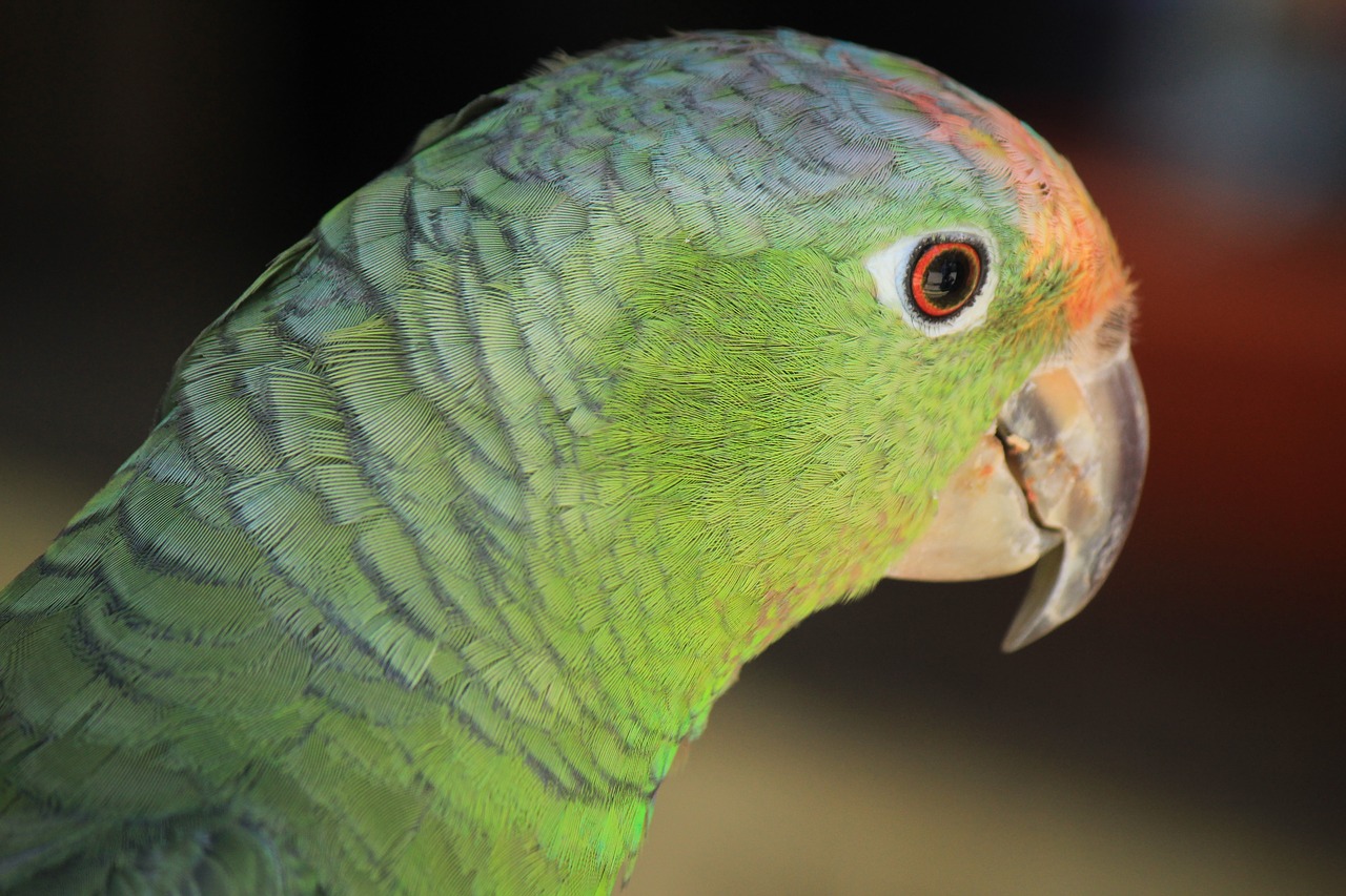 Macaw, Ave, Paukštis, Papūga, Gyvūnas, Atogrąžų Paukštis, Egzotinė Paukštis, Gyvūnai, Gamta, Zoologijos Sodas