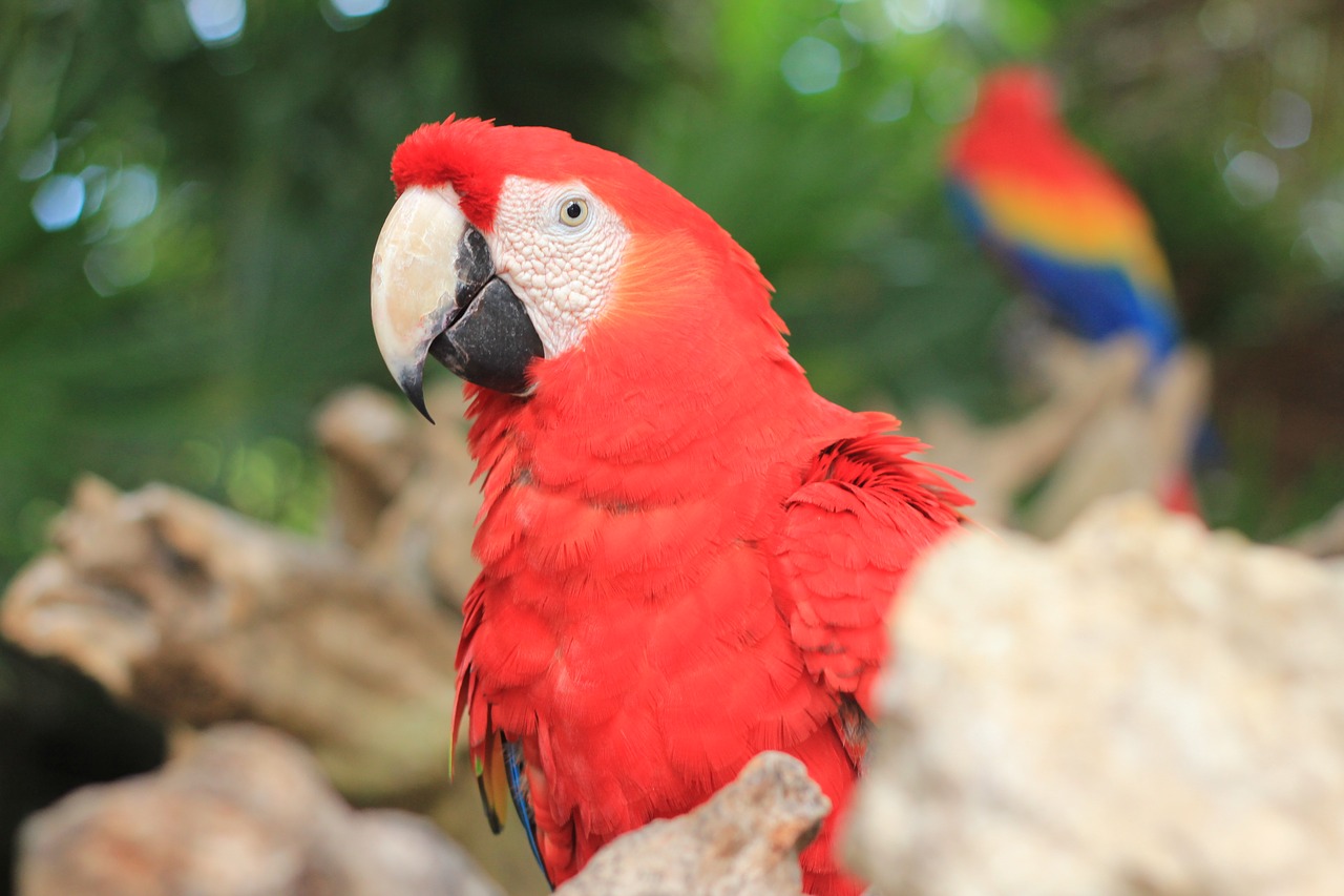 Macaw, Raudona, Ave, Gyvūnas, Gamta, Paukštis, Egzotinė Paukštis, Gyvūnai, Plumėjimas, Rašiklis