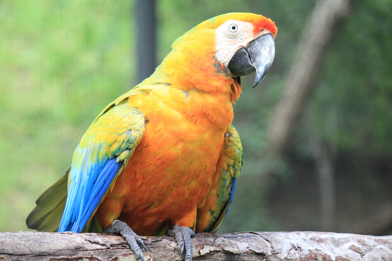 Macaw, Meksika, Ave, Paukštis, Zoologijos Sodas, Papūga, Gyvūnas, Atogrąžų Paukštis, Egzotinė Paukštis, Žalias