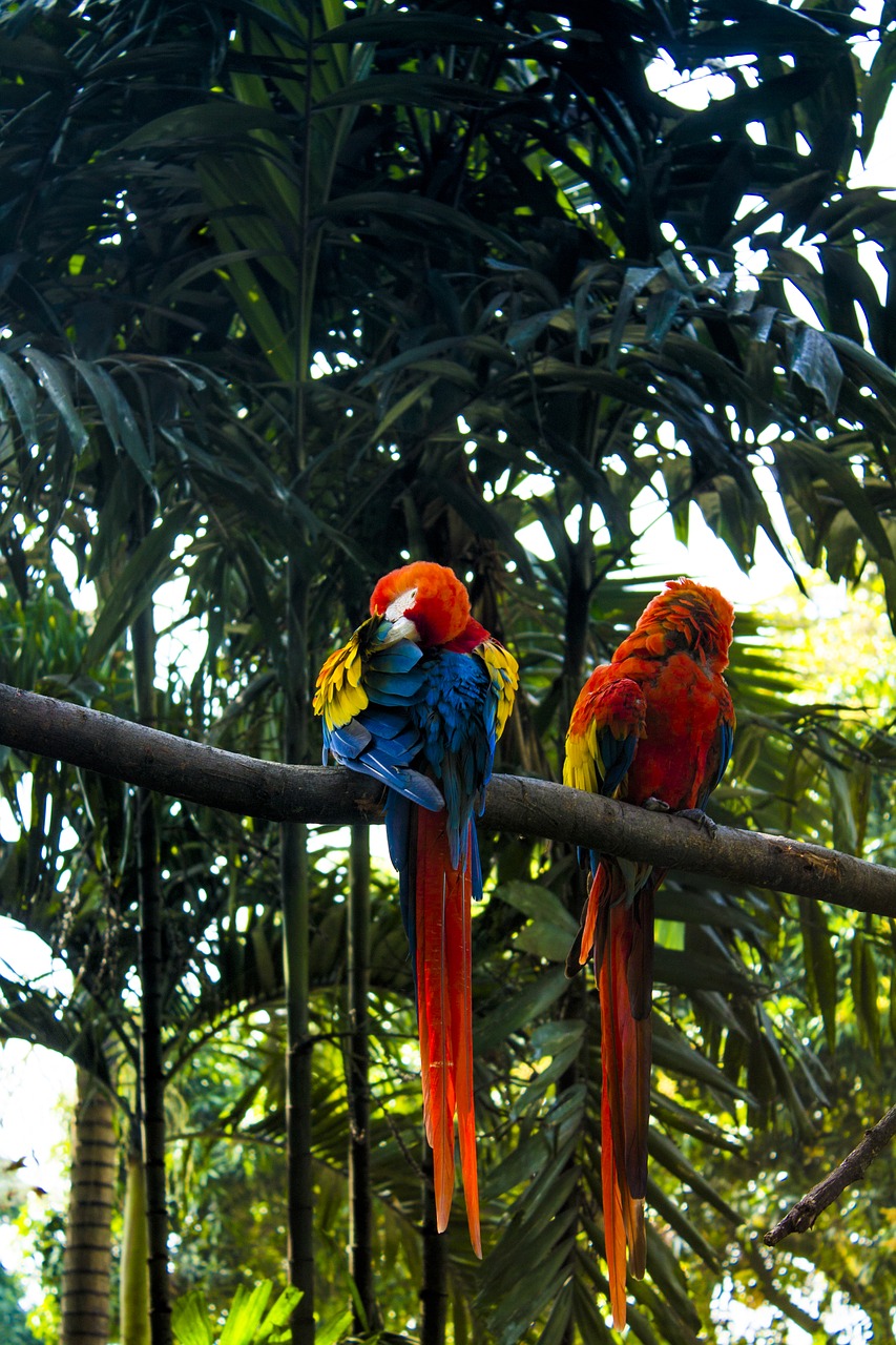 Macaw, Atogrąžų, Augmenija, Ar, Lapai, Gamta, Ekologija, Pavasaris, Sodas, Nemokamos Nuotraukos