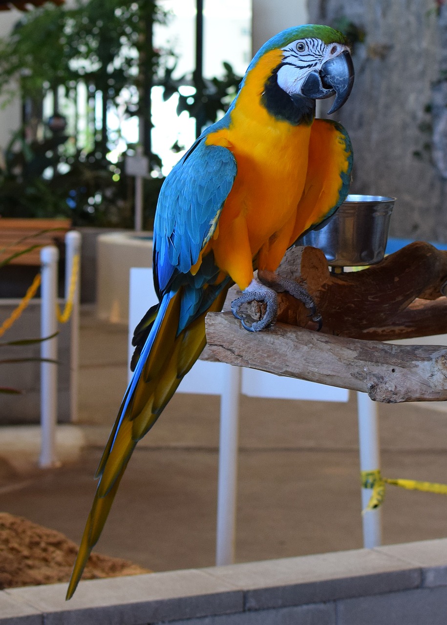 Macaw, Gyvulių Ekspozicija, Paukštis, Gyvūnas, Paukščio Eksponatas, Treniruotas, Akvariumas, Panamos Miesto Paplūdimys, Meksikos Įlanka, Florida