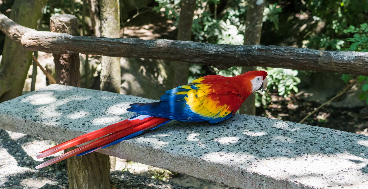 Macaw,  Paukštis,  Gamta,  Plunksna,  Atogrąžų,  Snapas,  Egzotiškas,  Spalvinga,  Laukinė Gamta,  Džiunglės