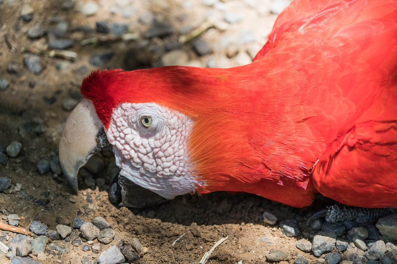 Macaw,  Papūga,  Valgymas,  Gamta,  Paukštis,  Gyvūnas,  Atogrąžų,  Laukinė Gamta,  Laukiniai,  Egzotiškas