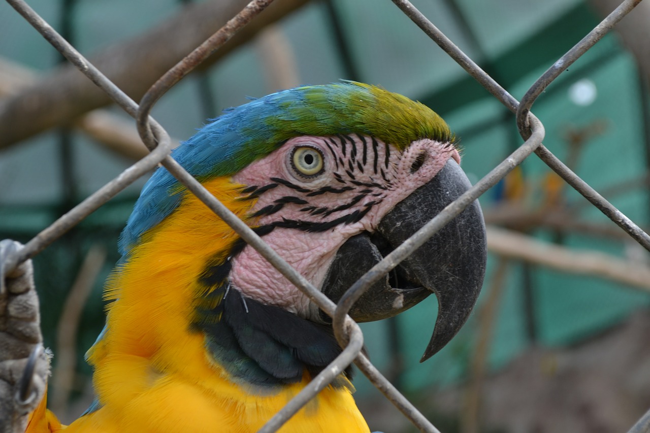 Macaw, Gyvūnai, Macaw Akis, Gyvūnas, Atogrąžų Paukštis, Papūga, Nemokamos Nuotraukos,  Nemokama Licenzija