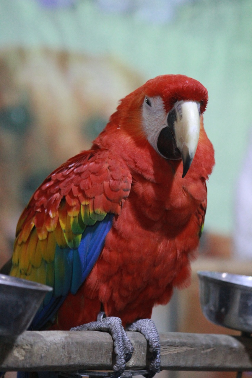 Macaw, Papūga, Raudona, Paukštis, Raudona, Egzotiškas, Nemokamos Nuotraukos,  Nemokama Licenzija