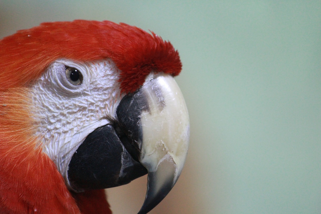 Macaw, Papūga, Raudona, Raudona, Paukštis, Snapas, Gyvūnas, Atogrąžų, Gamta, Plunksnos