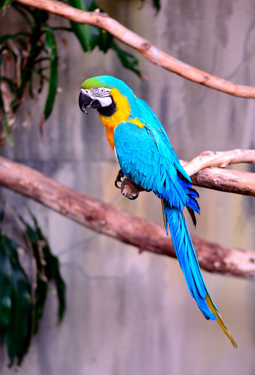Macaw, Papūga, Egzotiškas, Paukštis, Mėlyna Ir Auksinė Macaw, Gamta, Laukinė Gamta, Spalvinga, Nemokamos Nuotraukos,  Nemokama Licenzija