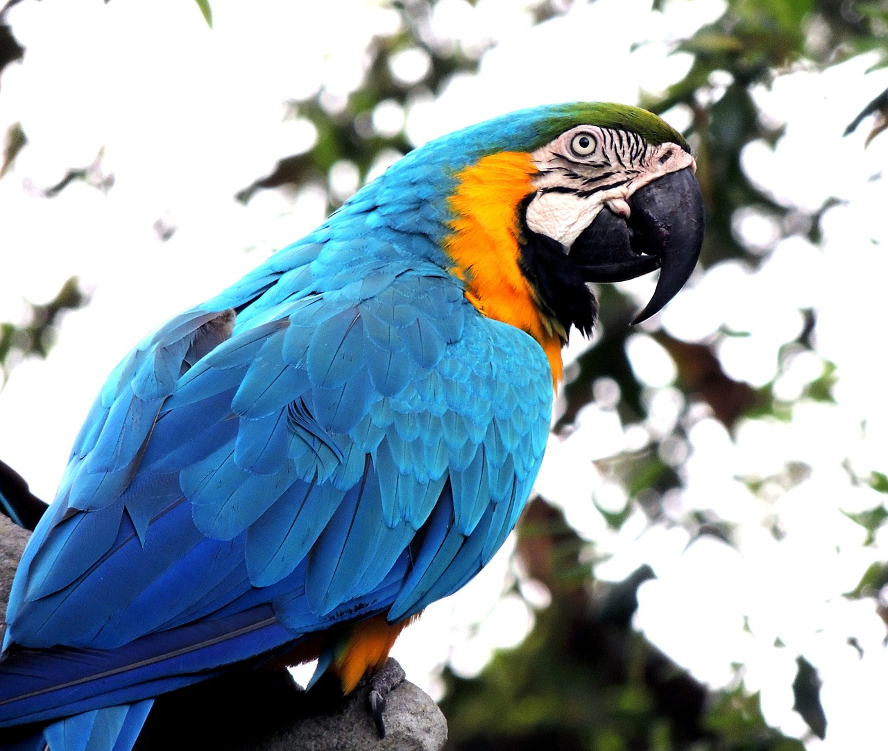 Macaw, Papūga, Paukštis, Naminis Gyvūnėlis, Laukinė Gamta, Atogrąžų, Spalvinga, Fauna, Paukštis, Mėlynas