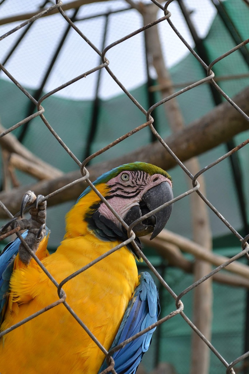 Macaw, Papūga, Egzotinė Paukštis, Narve, Zoologijos Sodas, Nemokamos Nuotraukos,  Nemokama Licenzija