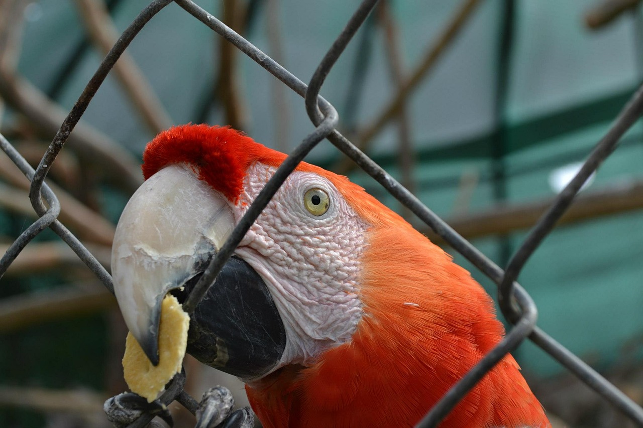 Macaw, Papūga, Egzotinė Paukštis, Narve, Zoologijos Sodas, Nemokamos Nuotraukos,  Nemokama Licenzija