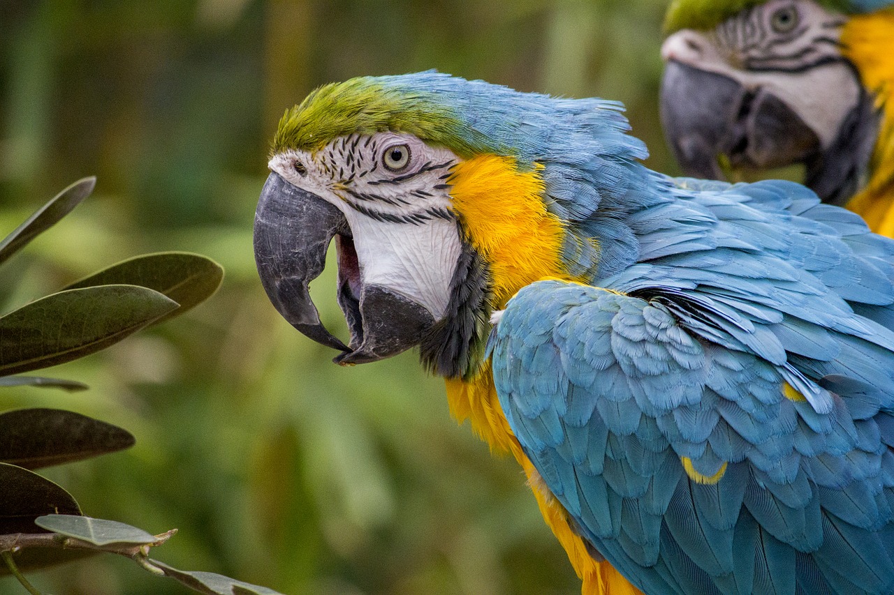 Macaw, Papūga, Atogrąžų, Paukštis, Spalva, Mėlynas, Laukinė Gamta, Spalvinga, Gamta, Geltona