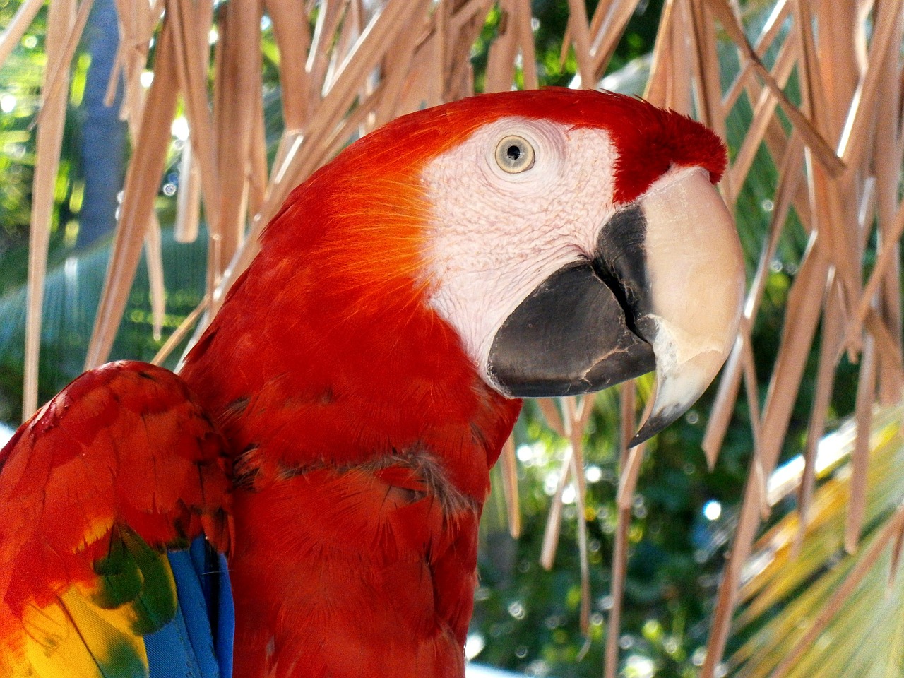 Macaw, Ave, Fauna, Paukštis, Gamta, Nemokamos Nuotraukos,  Nemokama Licenzija