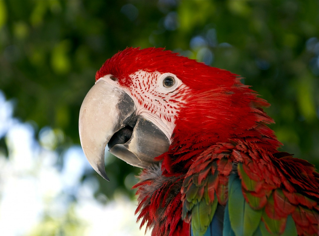 Macaw, Raudona, Paukštis, Papūga, Pietų Amerika, Miškai, Laukinė Gamta, Gamta, Portretas, Spalvinga