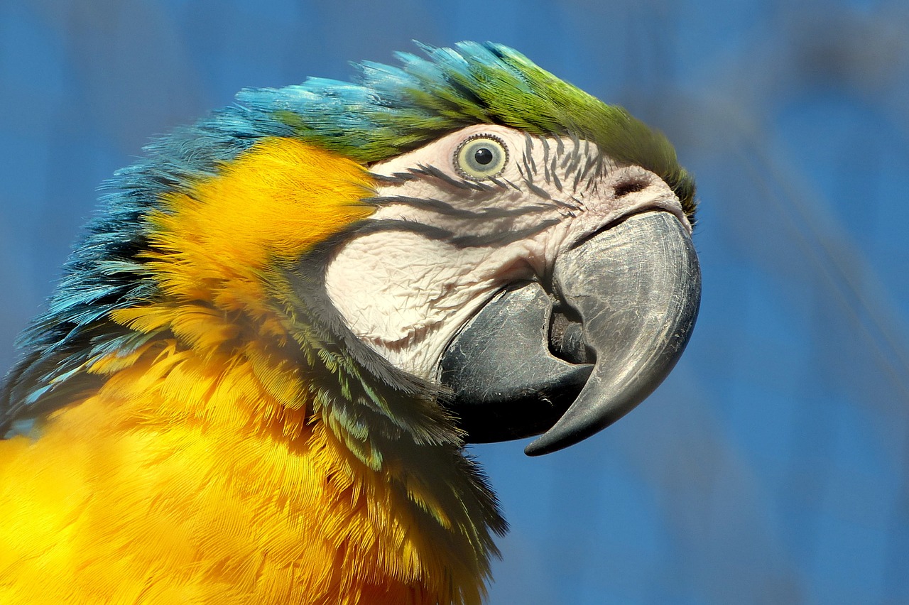 Macaw, Paukštis, Snapas, Papūga, Nemokamos Nuotraukos,  Nemokama Licenzija