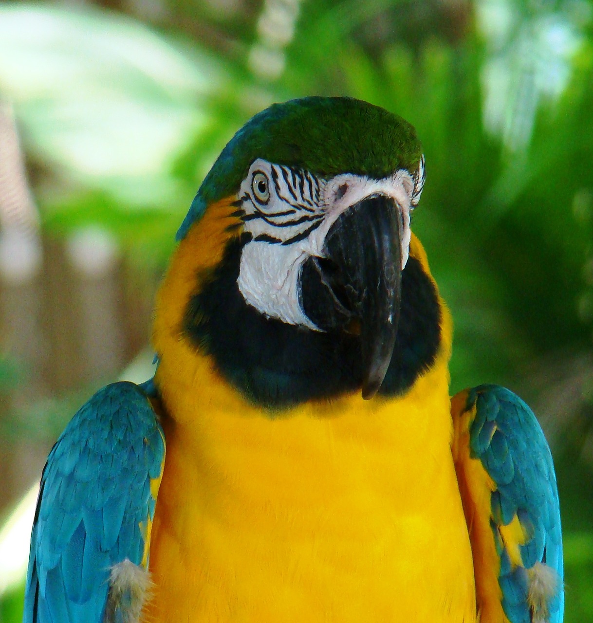 Macaw,  Papūga,  Ara,  Paukštis,  Atogrąžų,  Mėlynas,  Geltona,  Gamta,  Kosta Rika,  Laukinė Gamta