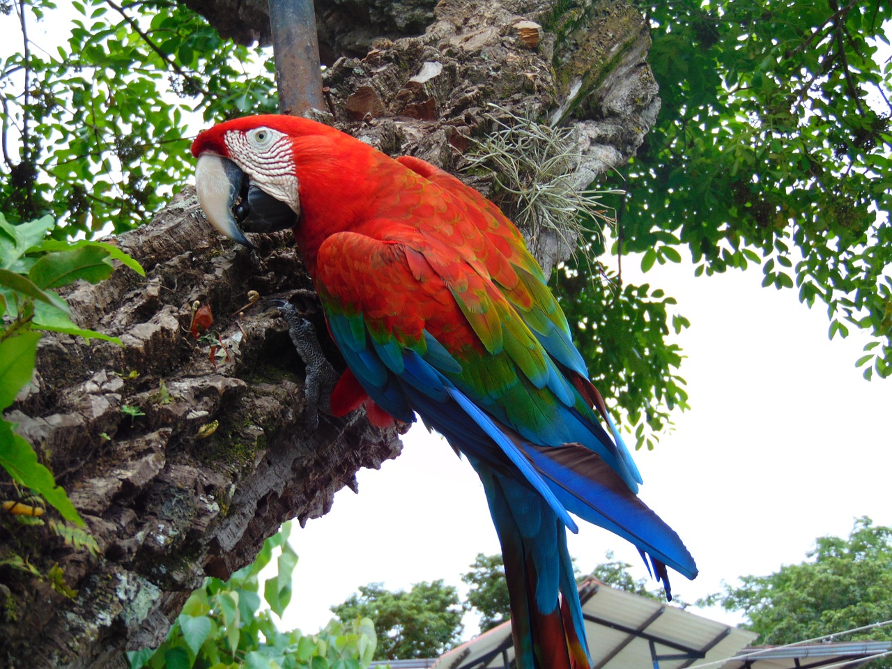 Macaw,  Džiunglės,  Amazon,  Papūga,  Ave, Nemokamos Nuotraukos,  Nemokama Licenzija