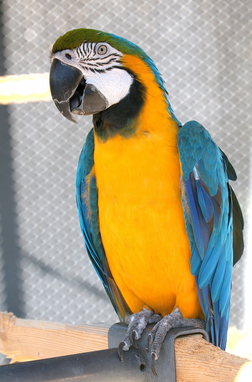 Macaw, Papūga, Paukštis, Mėlynas, Geltona, Auksas, Mėlyna Ir Geltona Macaw, Mėlyna Ir Auksinė Macaw, Gyvūnas, Gamta