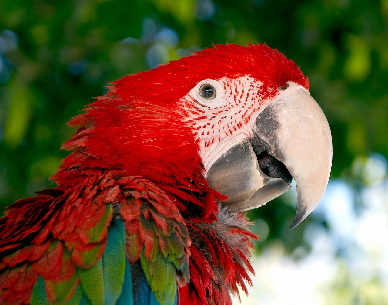Macaw, Papūga, Paukštis, Raudona, Žalias, Raudona Ir Žalia Macaw, Gyvūnas, Gamta, Atogrąžų, Laukinė Gamta
