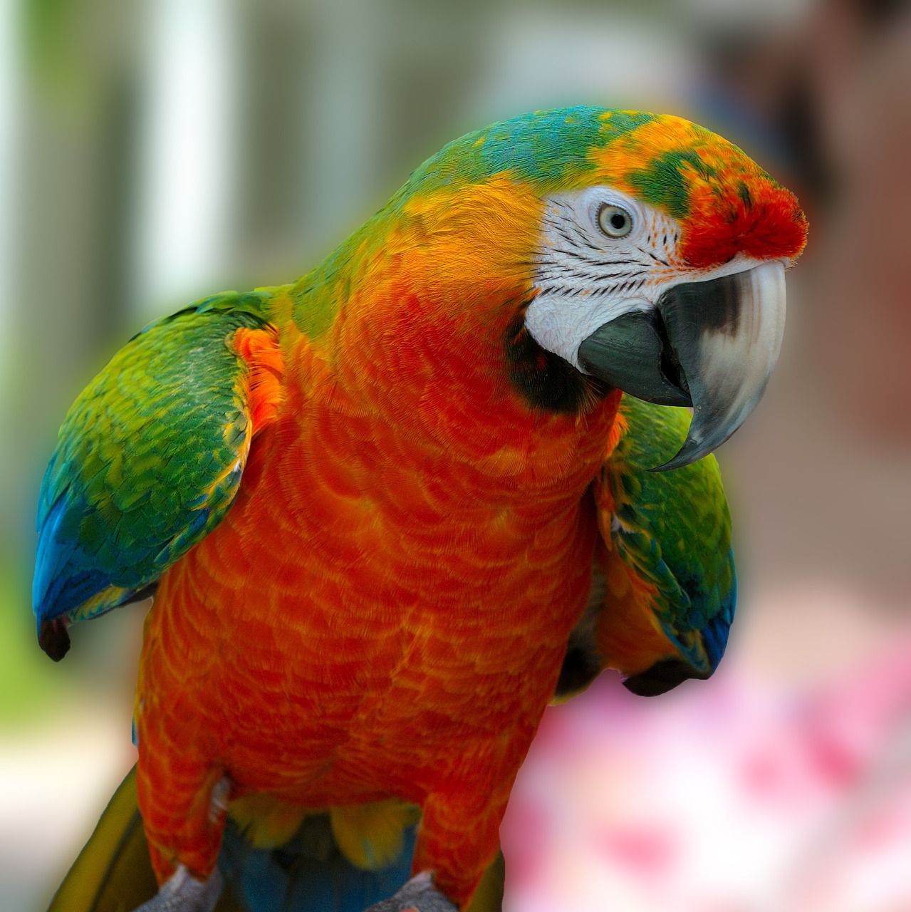 Macaw, Papūga, Paukštis, Hibridas, Žalias, Raudona, Mėlynas, Oranžinė, Gyvūnas, Gamta