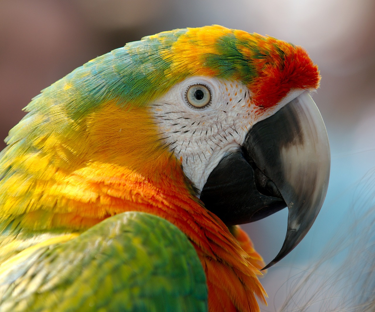 Macaw, Papūga, Paukštis, Hibridas, Raudona, Žalias, Geltona, Oranžinė, Gyvūnas, Gamta