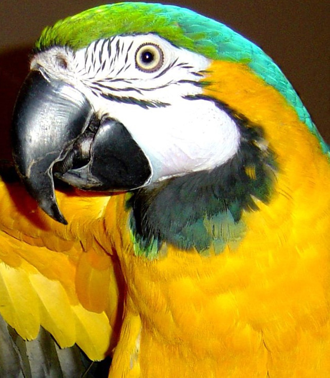 Macaw, Paukštis, Mėlyna Ir Auksinė Macaw, Papūga, Egzotinė Paukštis, Atogrąžų, Spalvinga, Naminis Gyvūnėlis, Rytas Paukštis, Laukinė Gamta