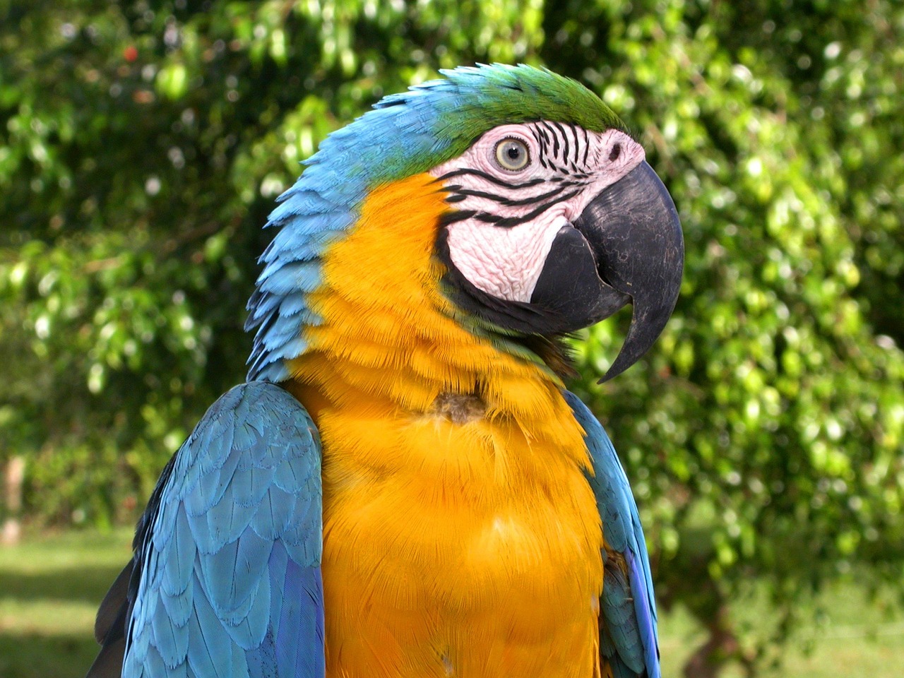 Macaw, Paukštis, Papūga, Mėlynas, Geltona, Gamta, Atogrąžų, Spalvinga, Plunksna, Portretas