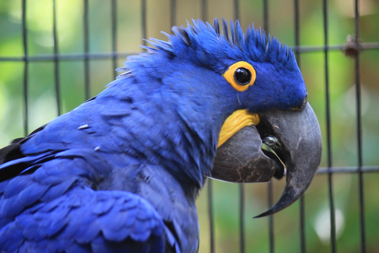 Macaw Hyacinth, Anodorhynchus Hyacinthinus, Mėlynas, Jacinto, Macaw, Ave, Papūga, Gyvūnas, Atogrąžų Paukštis, Paukštis