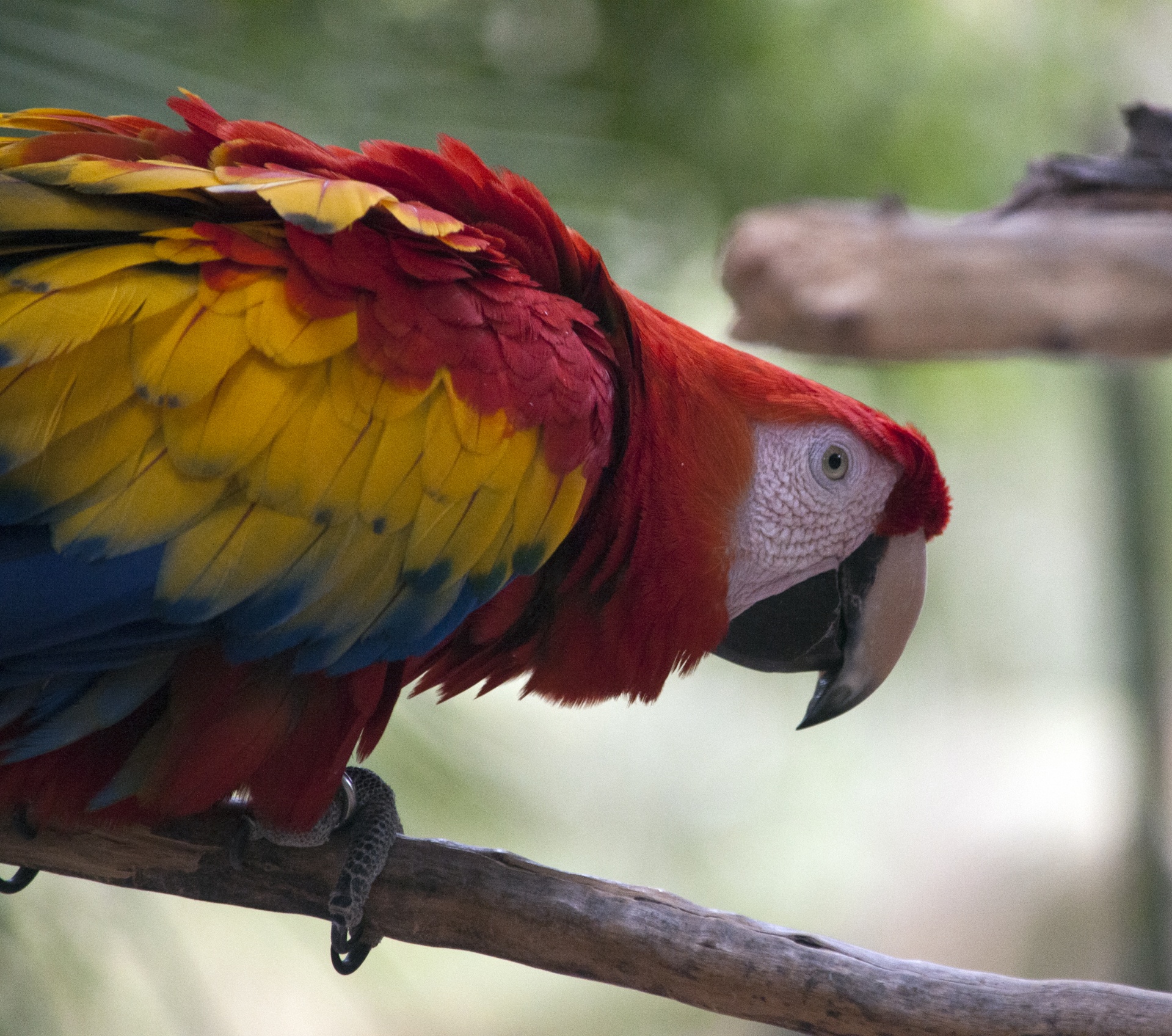 Papūga,  Papūgos,  Macaw,  Macaws,  Ešeriai,  Paukštis,  Paukščiai,  Laukinė Gamta,  Egzotiškas,  Sėdi