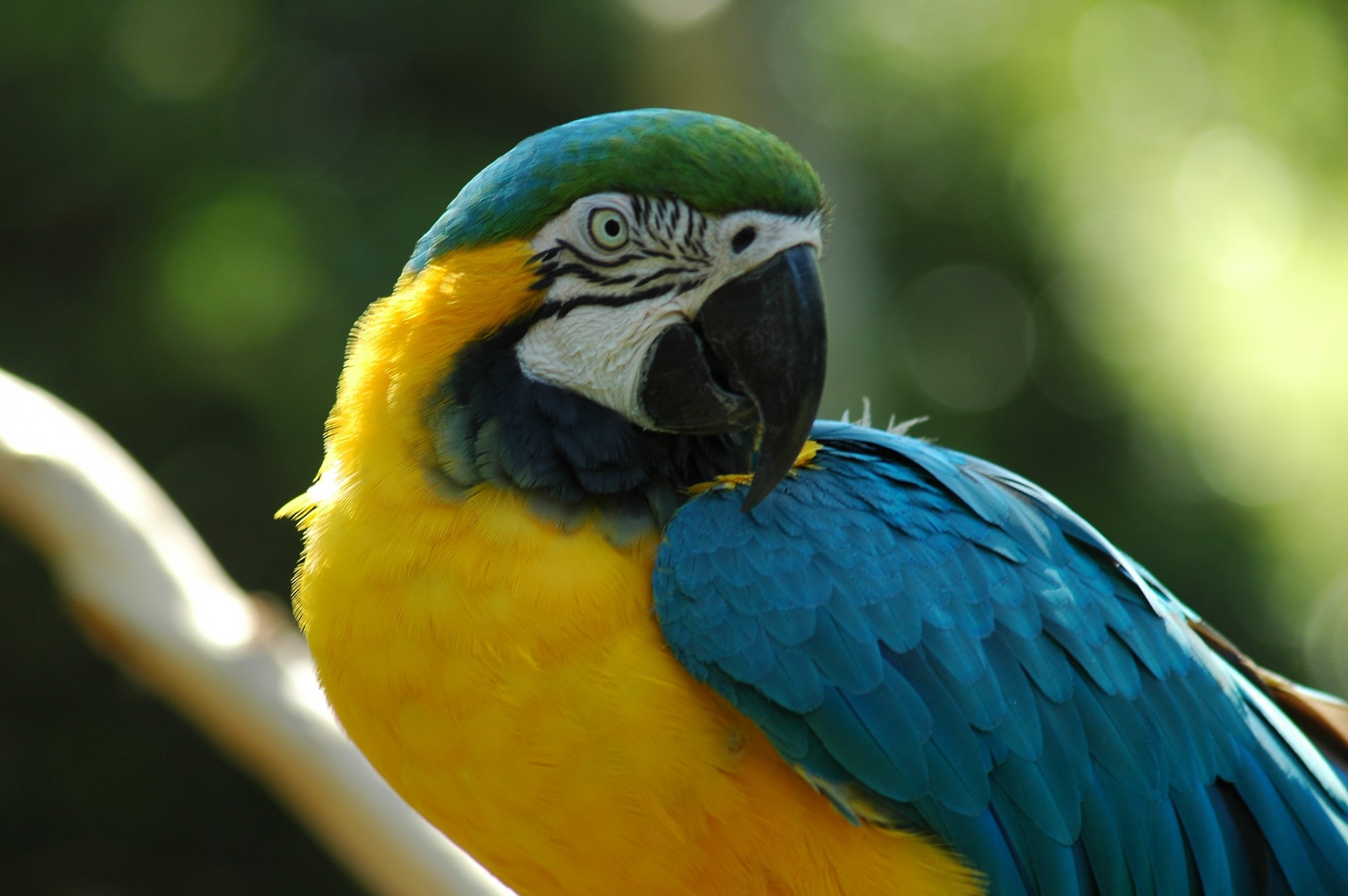 Macaw,  Naminis Gyvūnėlis,  Spalvinga,  Paukštis,  Paukštis,  Protingas,  Pokalbis,  Papūga,  Kalba,  Treniruotas