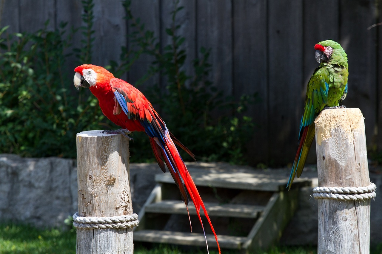 Macaws, Paukščiai, Papūgos, Atogrąžų, Sustingęs, Žiūri, Spalvinga, Snapas, Portretas, Profilis