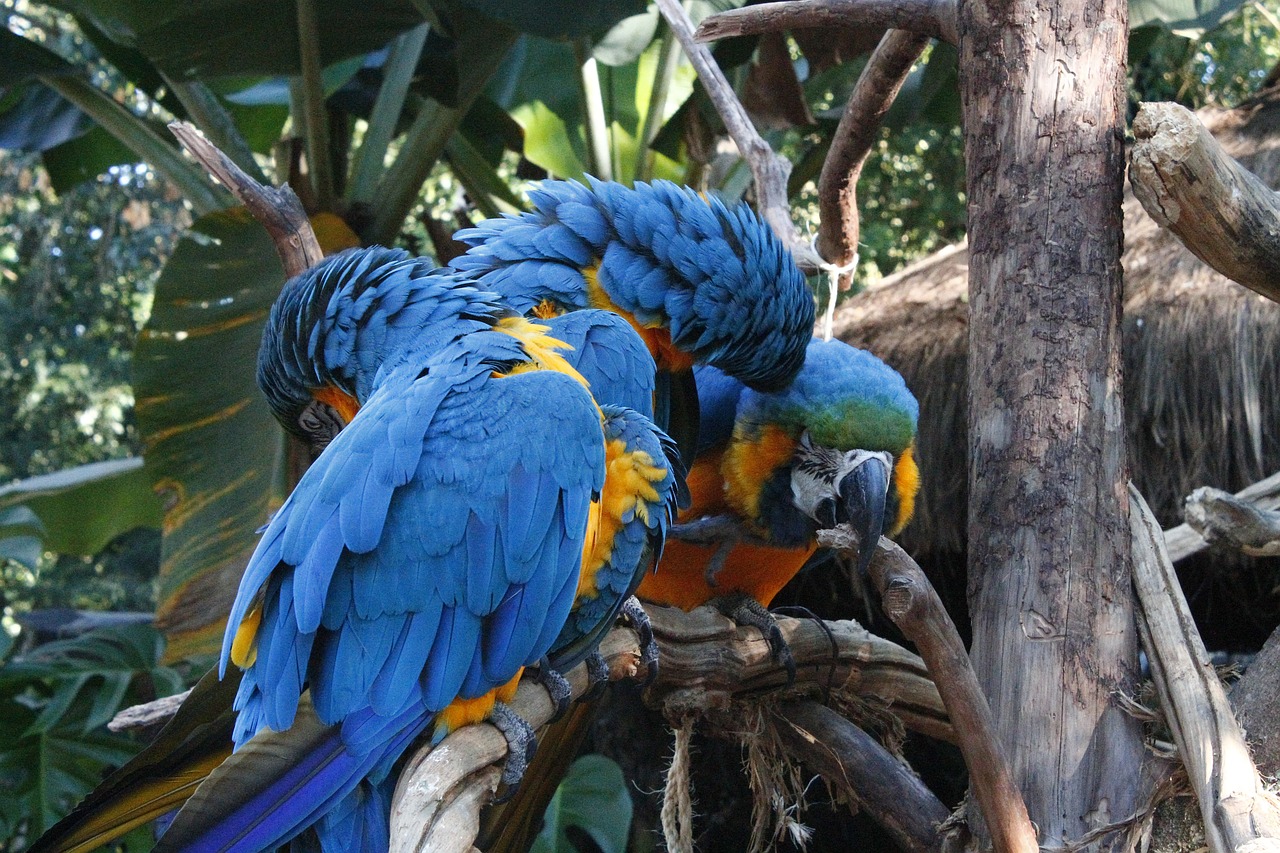 Macaws, Mėlynas, Trikampis, Amorous, Nemokamos Nuotraukos,  Nemokama Licenzija
