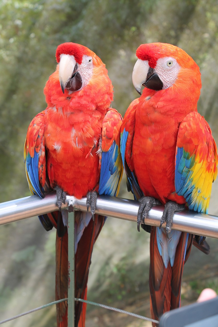 Macaws, Paukščiai, Meilė, Nemokamos Nuotraukos,  Nemokama Licenzija