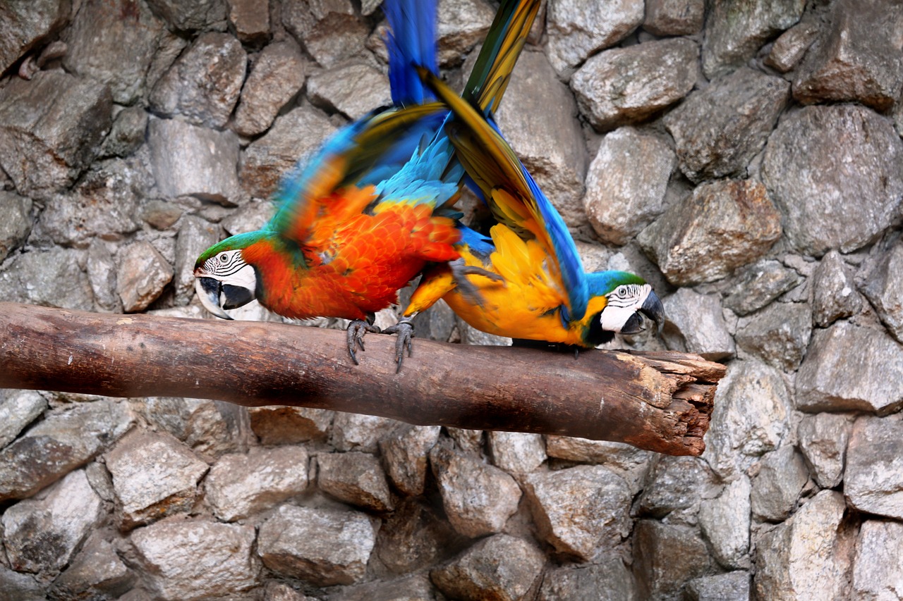 Macaws Natūralioje Fone, Paukščiai, Spalvinga, Arara Canindé, Nemokamos Nuotraukos,  Nemokama Licenzija