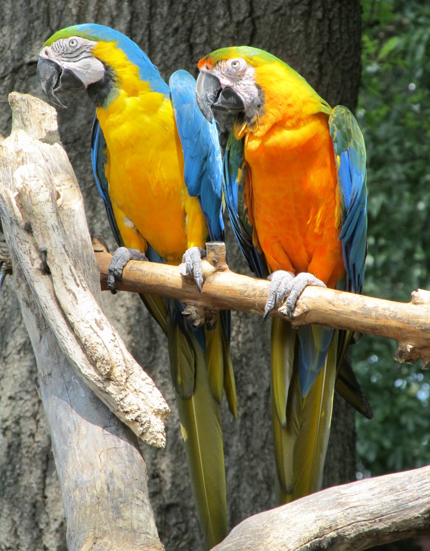 Macaws,  Paukščiai,  Papūgos,  Atogrąžų,  Tapetai,  Fonas,  Sustingęs,  Žiūri,  Spalvinga,  Snapas