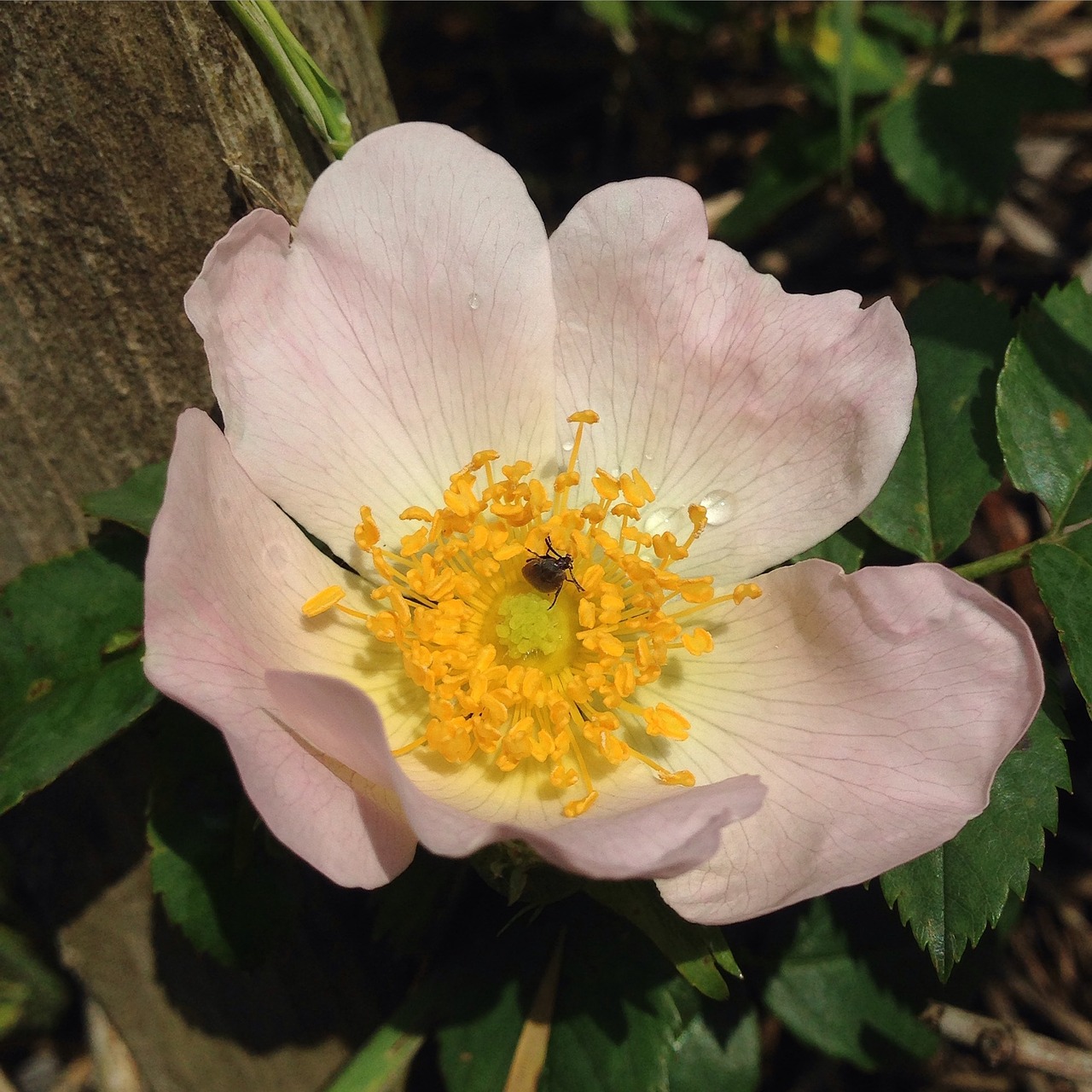 Šuo Rožė, Laukinė Rožė, Rosa Canina, Šviesiai Rožinė, Žiedlapiai, Vabzdys, Polen, Nemokamos Nuotraukos,  Nemokama Licenzija