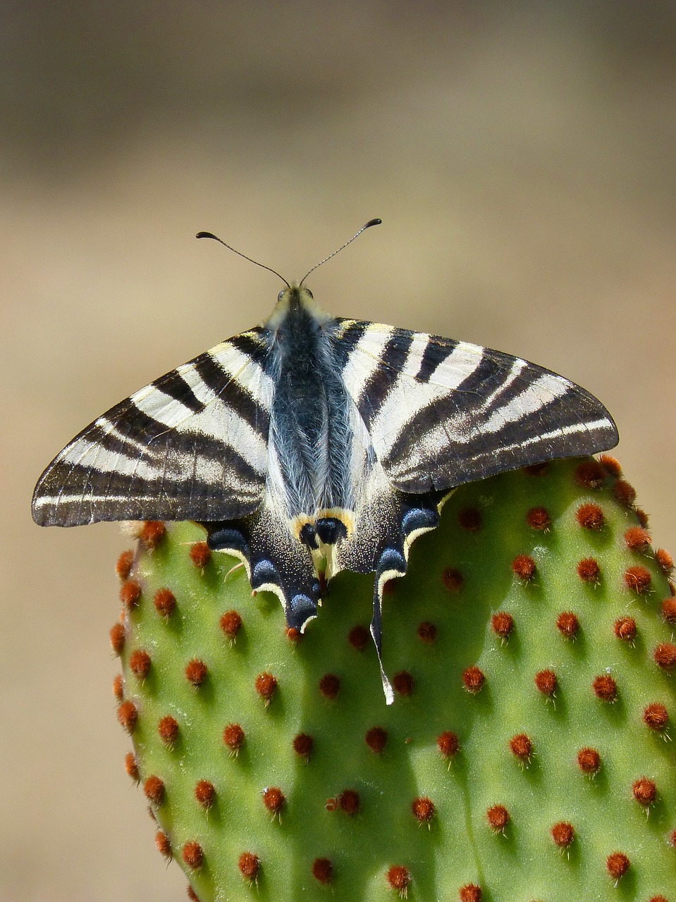 Machaon, Kaktusas, Drugelio Karalienė, Opuntia, Dygliuotas Kriaušių Kaktusas, Papilio Machaon, Nemokamos Nuotraukos,  Nemokama Licenzija