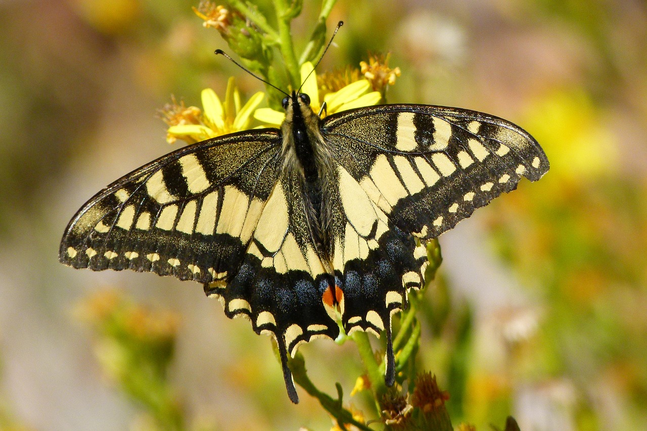 Machaon, Drugelio Karalienė, Papilio Machaon, Grožis, Libar, Gėlė, Nemokamos Nuotraukos,  Nemokama Licenzija