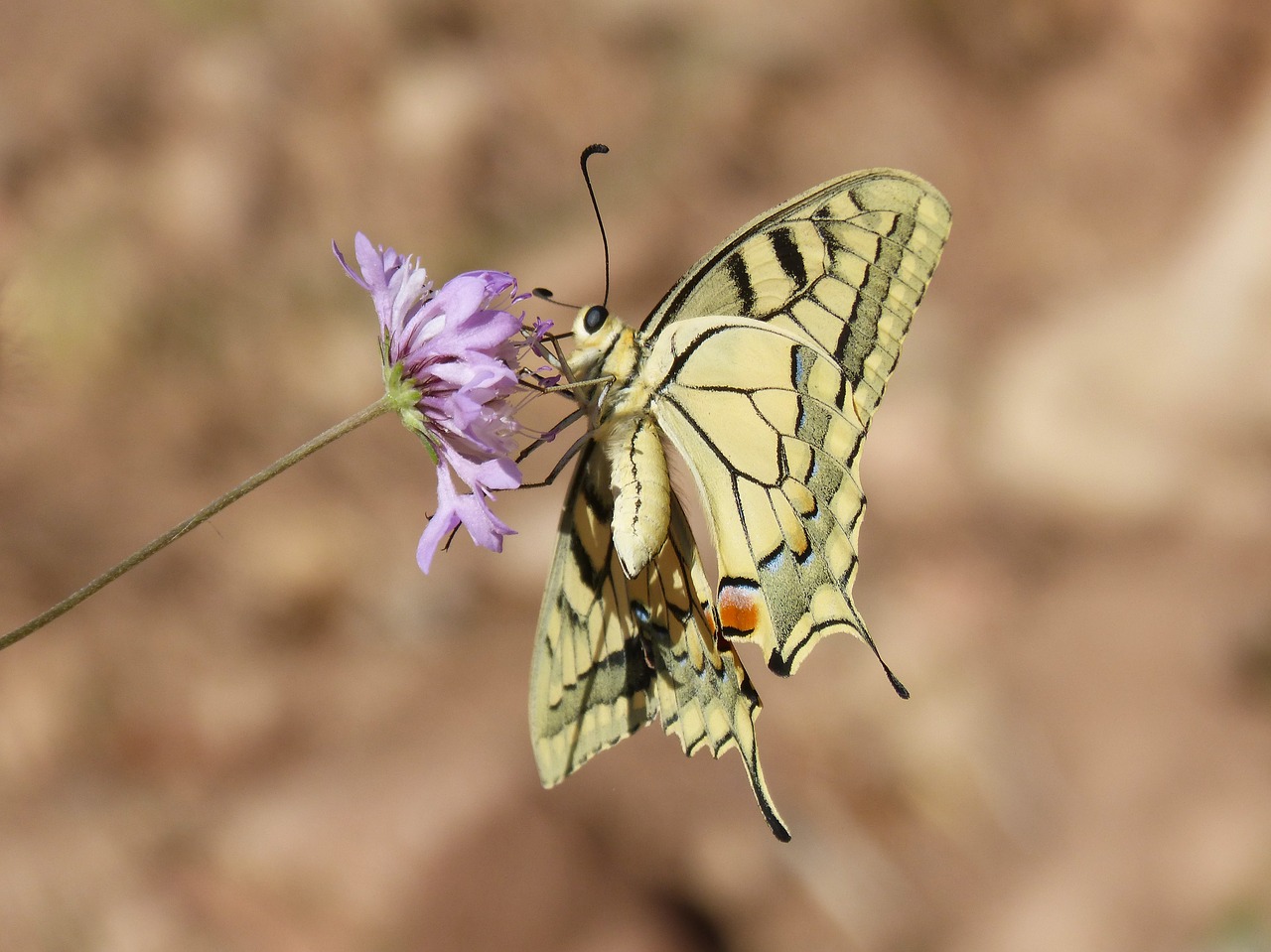 Machaon,  Drugelis Karalienė,  Machaonas,  Duomenys,  Gėlė,  Libar, Nemokamos Nuotraukos,  Nemokama Licenzija