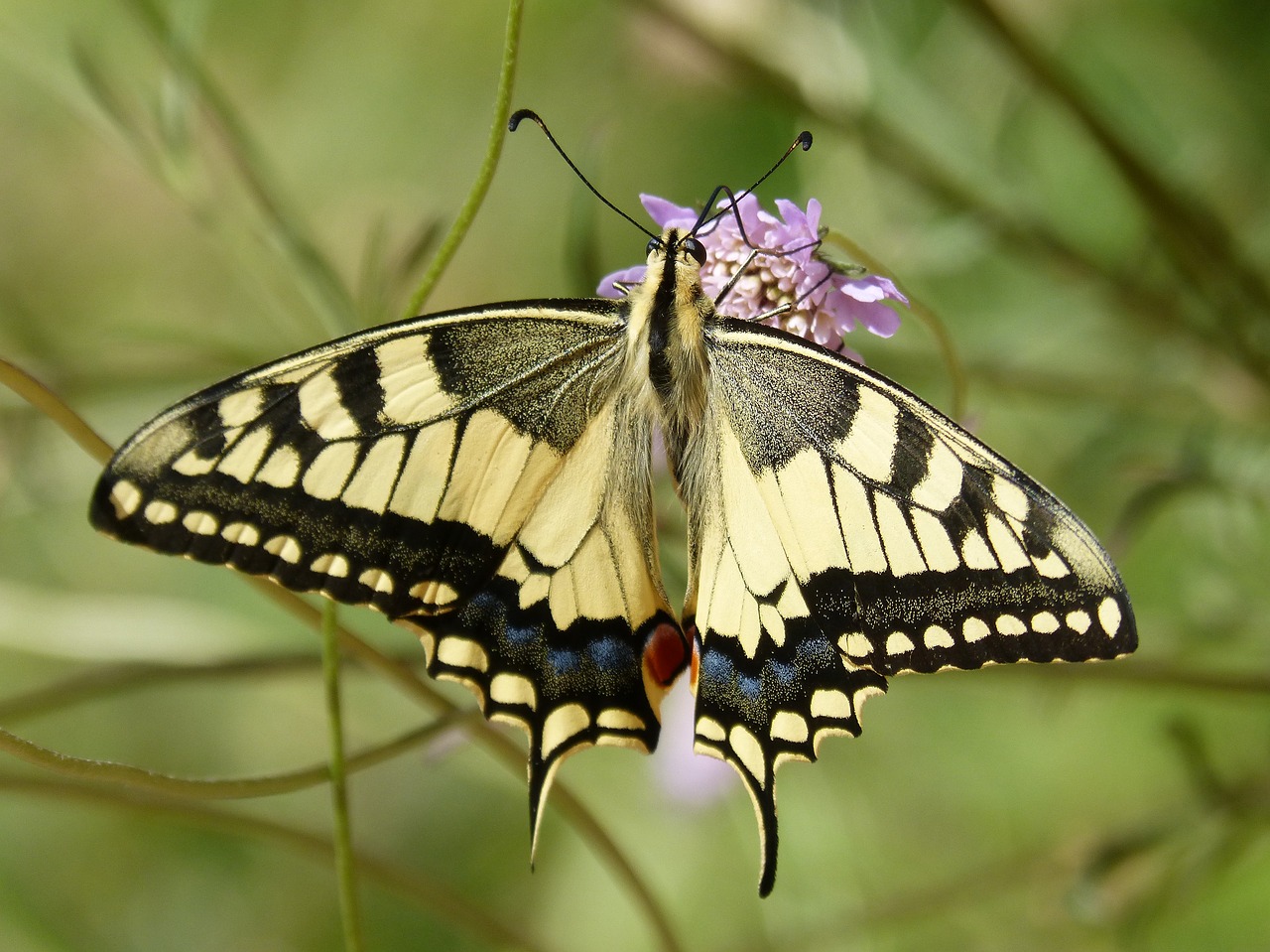 Machaon,  Drugelis Karalienė,  Machaonas,  Duomenys,  Gėlė,  Libar, Nemokamos Nuotraukos,  Nemokama Licenzija