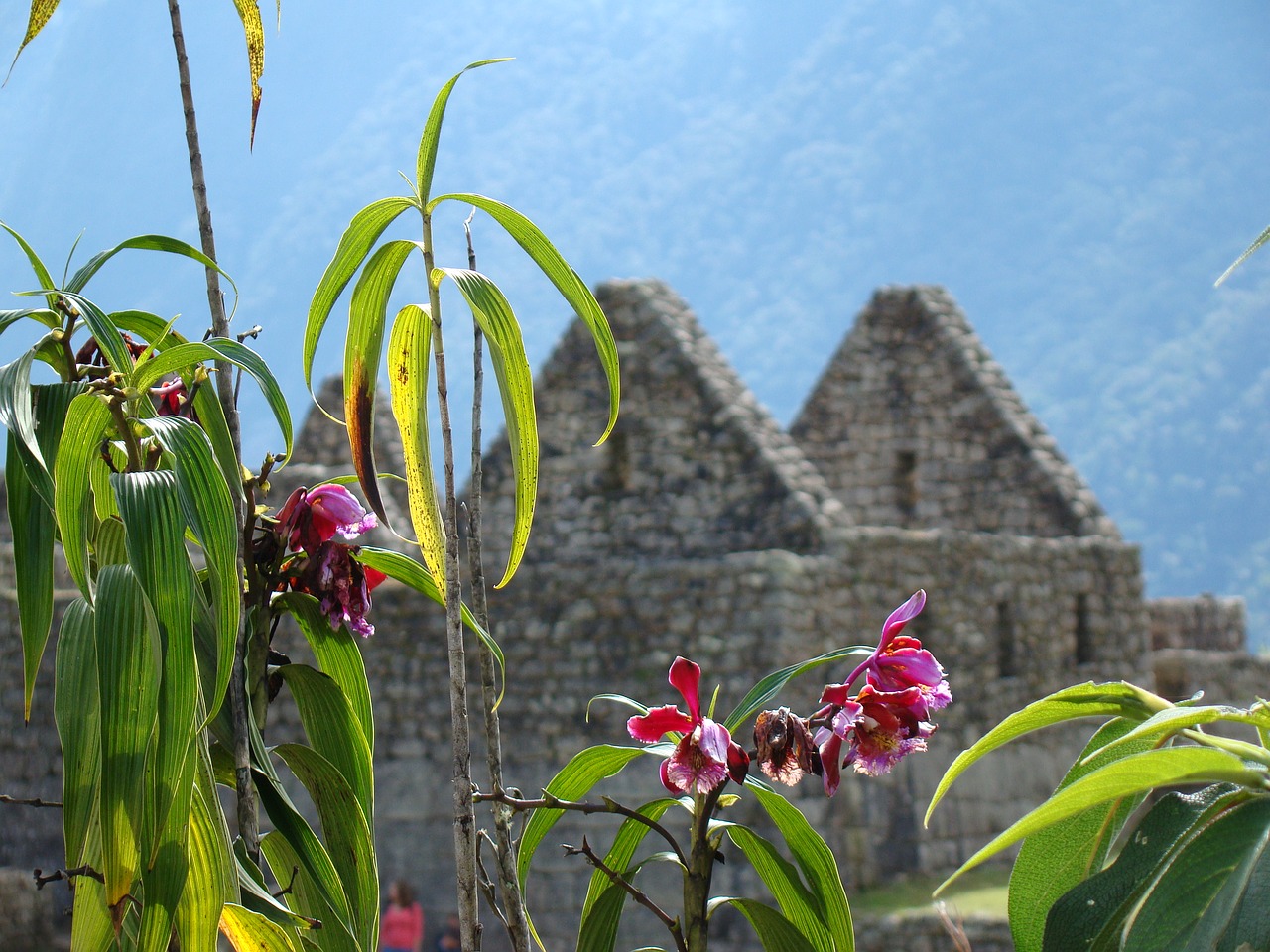 Maču Pikču, Peru, Inca, Turizmas, Architektūra, Pasaulinis Paveldas, Andes, Gėlės, Augalas, Orchidėja