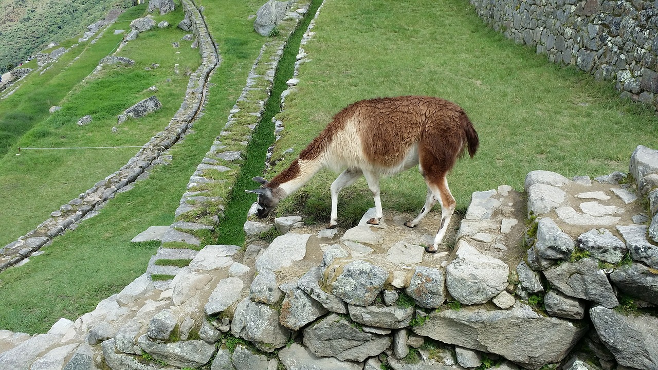 Machu Picchu Lama, Judėti, Akmens Laiptai, Vienatvė, Nemokamos Nuotraukos,  Nemokama Licenzija