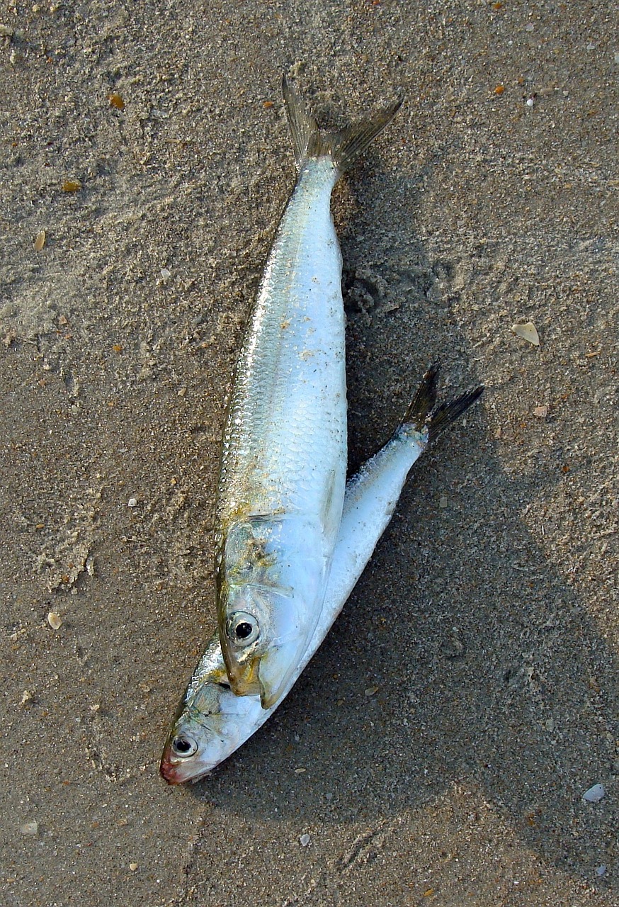 Žuvis, Indijos Aliejaus Sardinės, Sardinella Longiceps, Spinduliuojanti Žuvis, Sardinella, Jūra, Gaudyti, Jūrų, Organizmas, Jūros Gėrybės