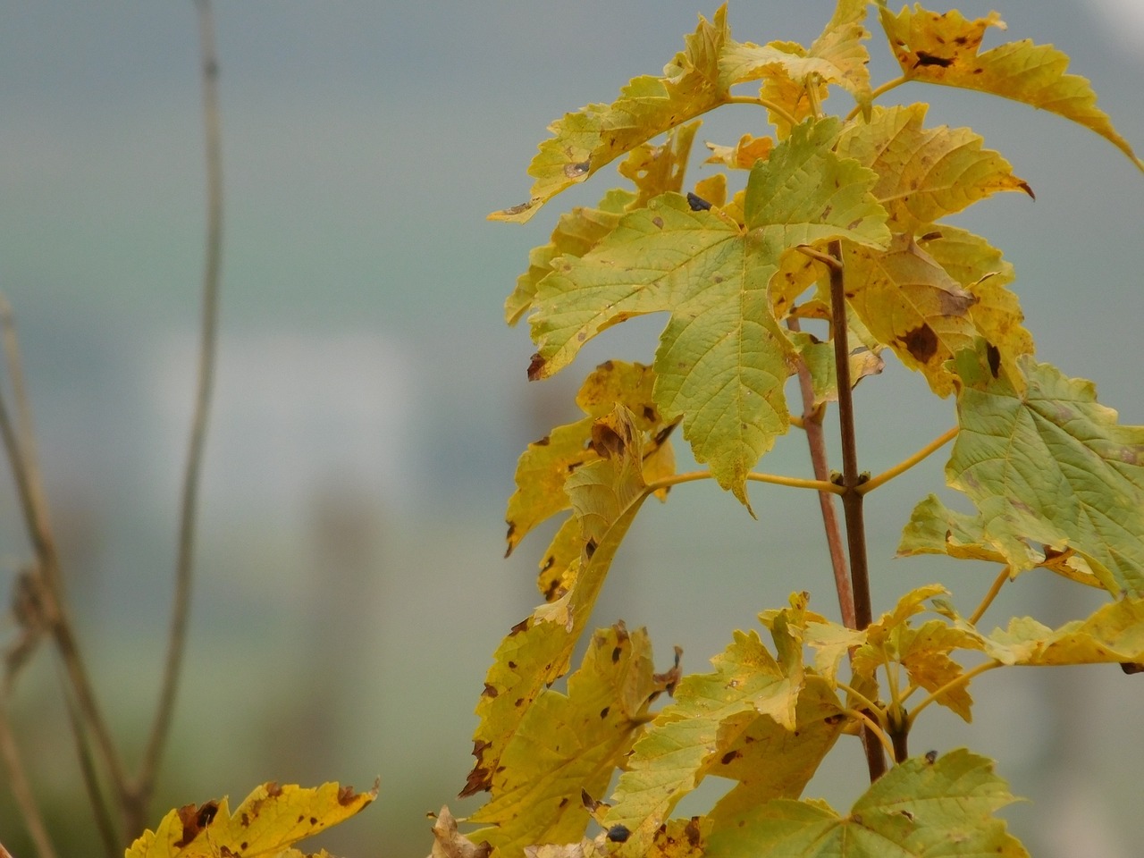 Makro, Rudens Spalvos, Lapai, Filialas, Nemokamos Nuotraukos,  Nemokama Licenzija