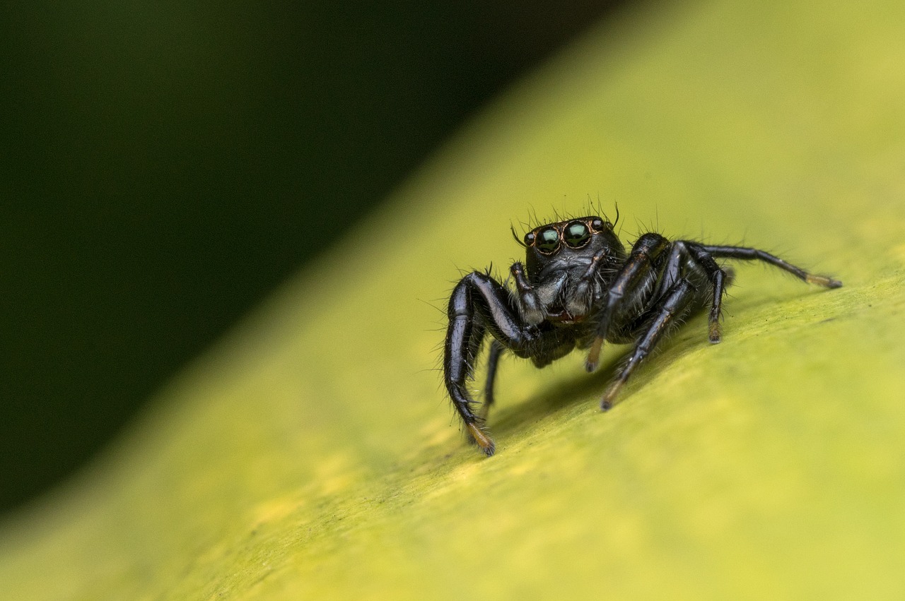 Makro, Klaida, Šokinėja, Gamta, Gyvūnas, Voras, Salicidae, Laukinė Gamta, Nemokamos Nuotraukos,  Nemokama Licenzija