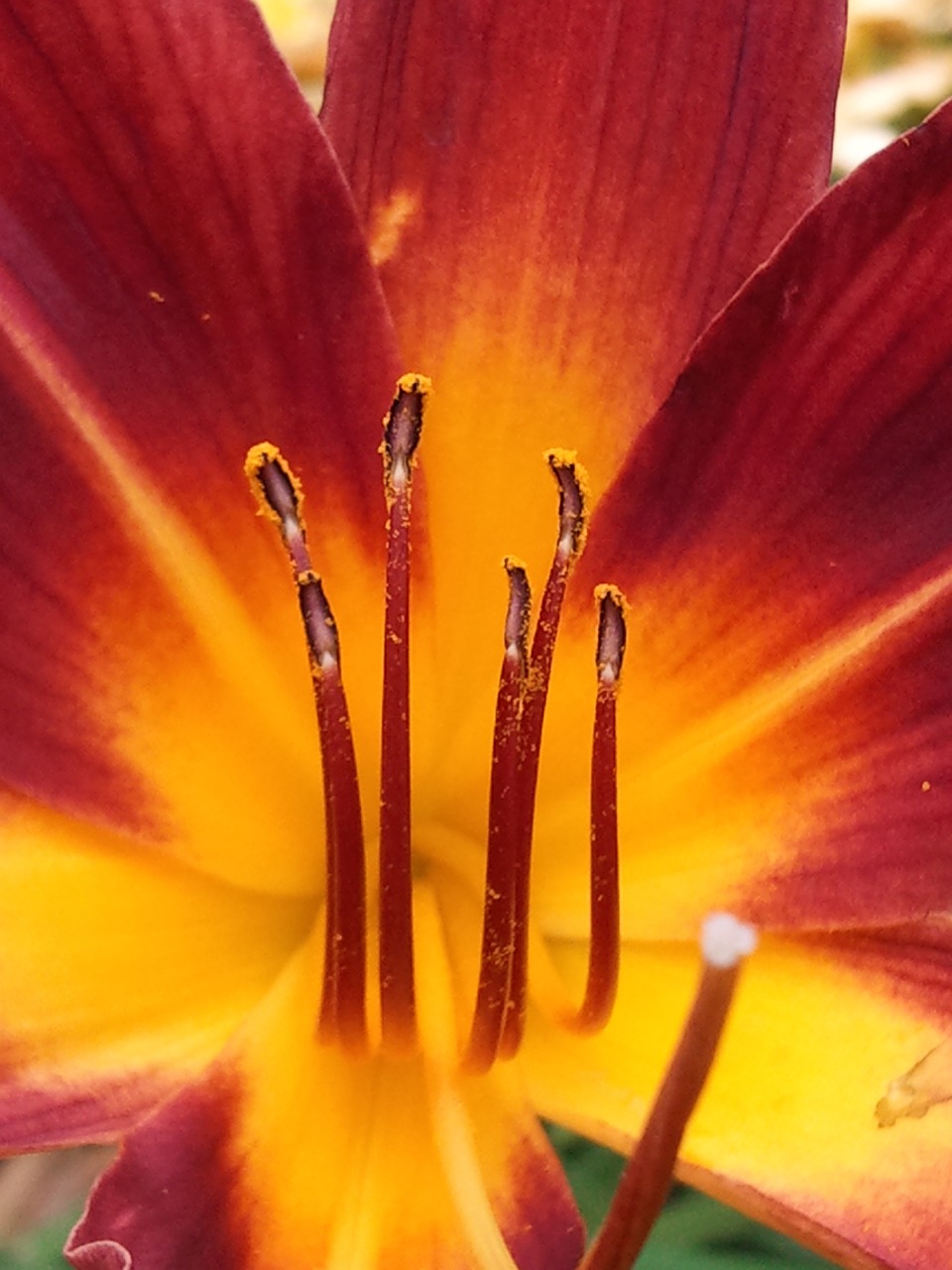 Makro, Gėlė, L, Sodas, Tropinės Gėlės, Flora, Žiedas, Oranžinė, Žiedlapis, Nemokamos Nuotraukos